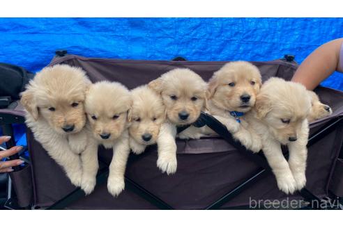 販売中の兵庫県のゴールデンレトリーバー-387742の11枚目